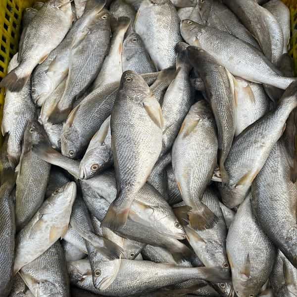تصویر 3 از ماهی کپور سیستان محصولی خوش پخت با طعم بومی و ارزش غذایی مطلوب